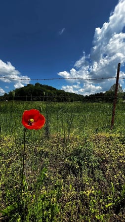 Images Sean Crider - State Farm Insurance Agent