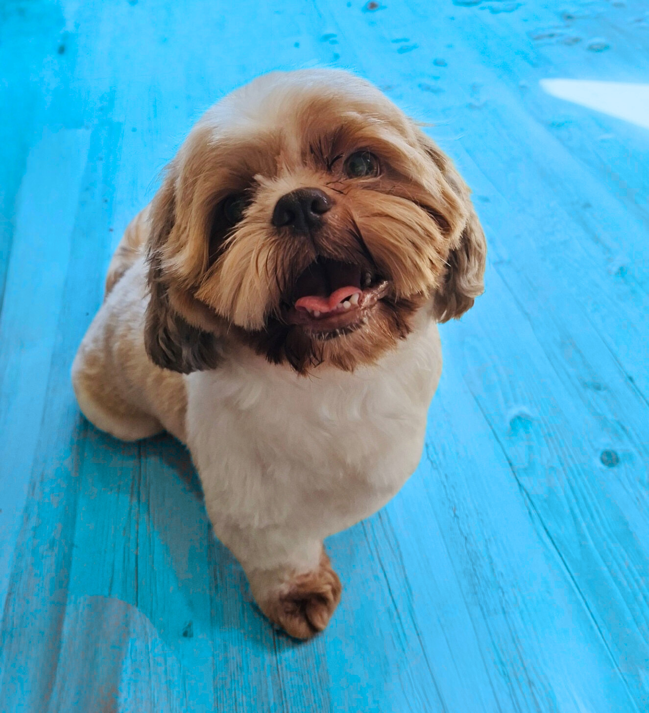 Images Scrub-A-Dub-Dub Dog & Cat Grooming