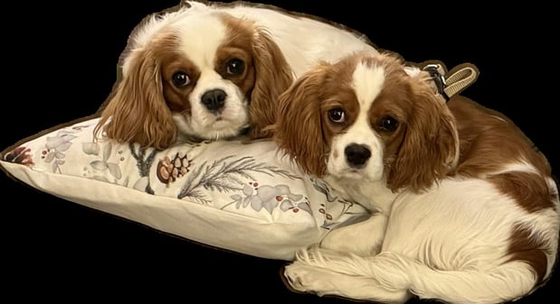 Images Judy's Cavaliers