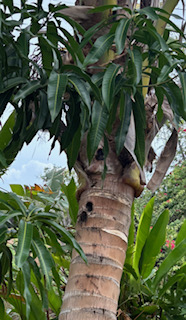 Images Aloha Tree Savers