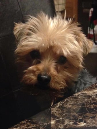 Images Creature Comforts Pet Sitting & Services