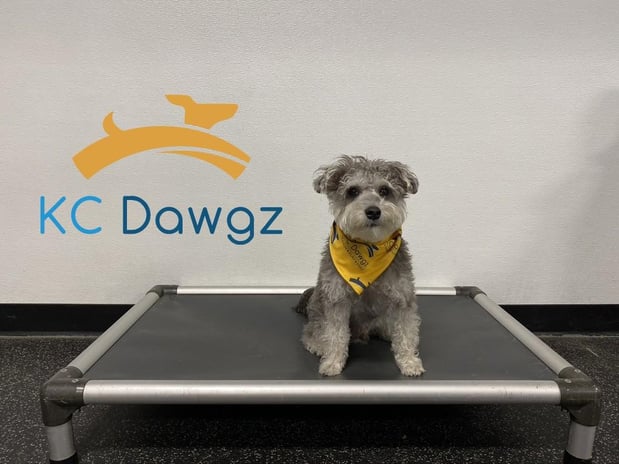 Images KC Dawgz Dog Training Academy