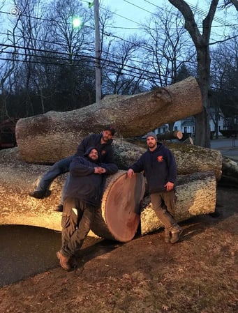 Images Newcomb's Tree Service, LLC