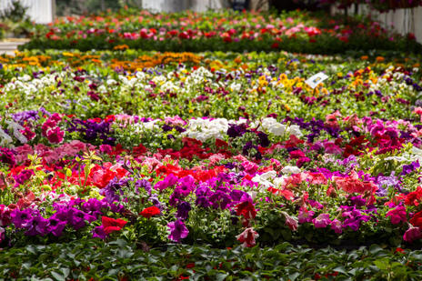 Images Vivaio Mignogna