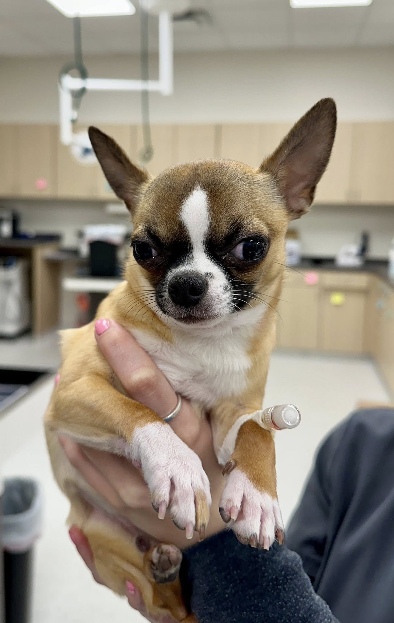 CityVet | Providence dog patient!