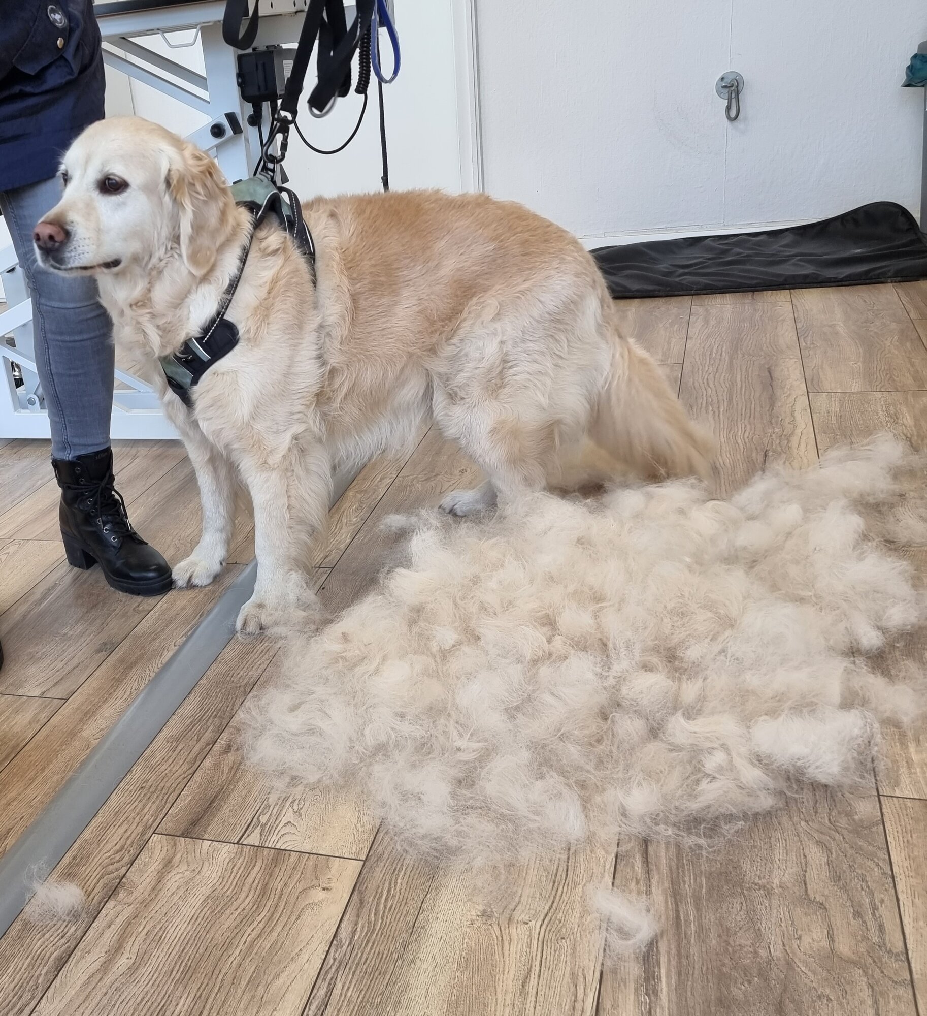Mellys Hundesalon, Böwerweg 14 in Wittbek