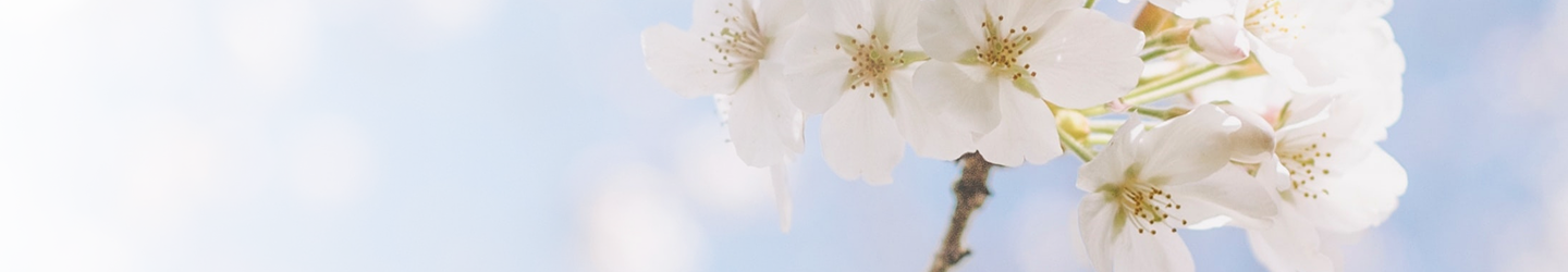 Gros plan sur de magnifiques fleurs blanches sur un arbre au printemps.