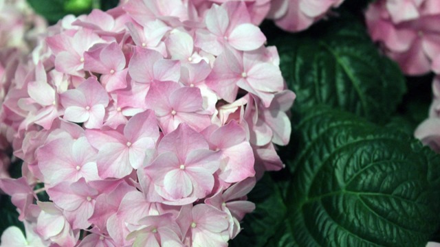 Images Blomsterateljén i Örnsköldsvik AB