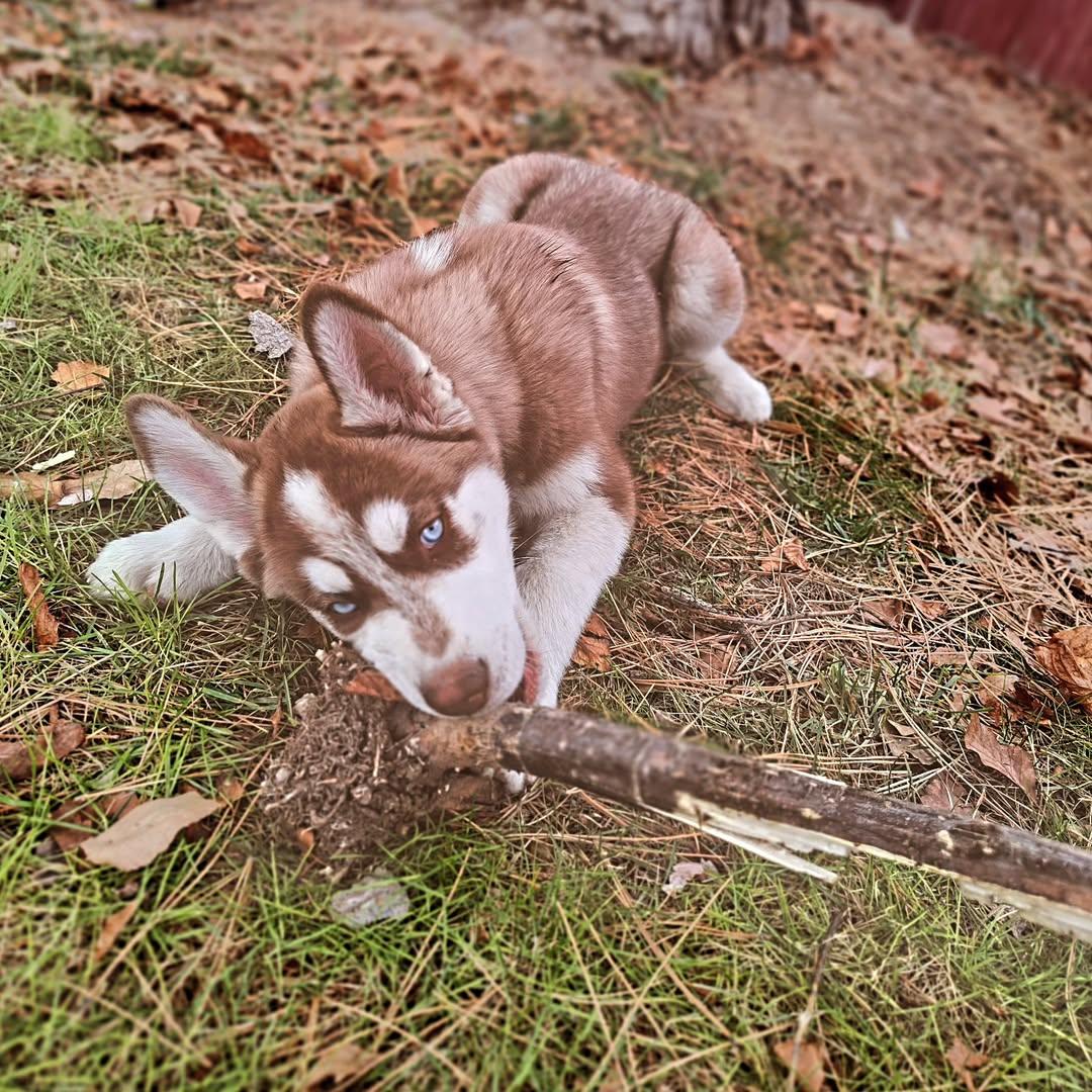 Happy International Puppy Day from our office pup Timber. If you havent had the chance to meet him, he is waiting for those belly rubs.
Call or stop by our Boise office today for a free quote!

Our team is available to help with your insurance needs by phone or in person. Stop by the office or give us a call to talk through your options and request a quote. We&rsquo;re happy to assist.
