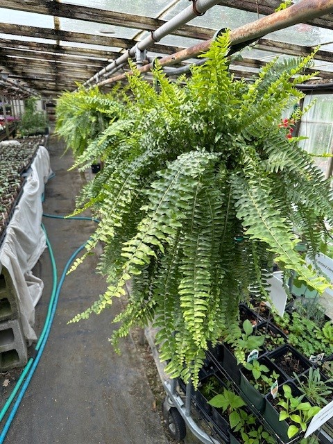 Images Puritas Nursery & Garden Center
