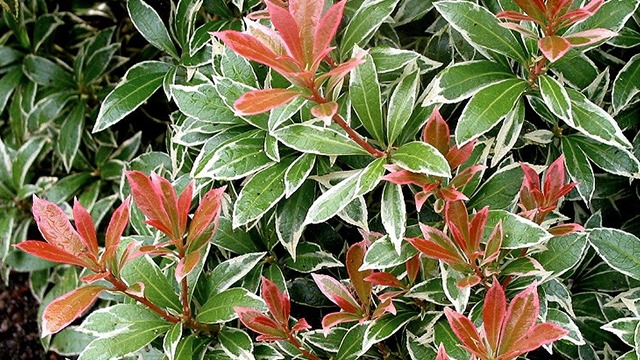 Images Magtenbølle Planteskole ApS