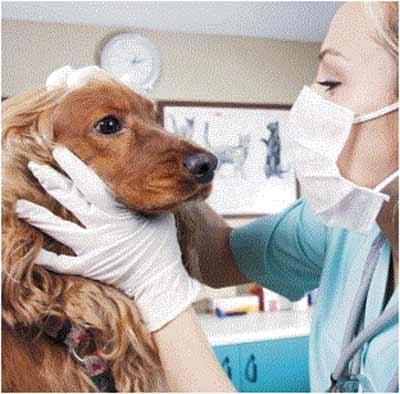 Images Clinica Veterinaria Bustese