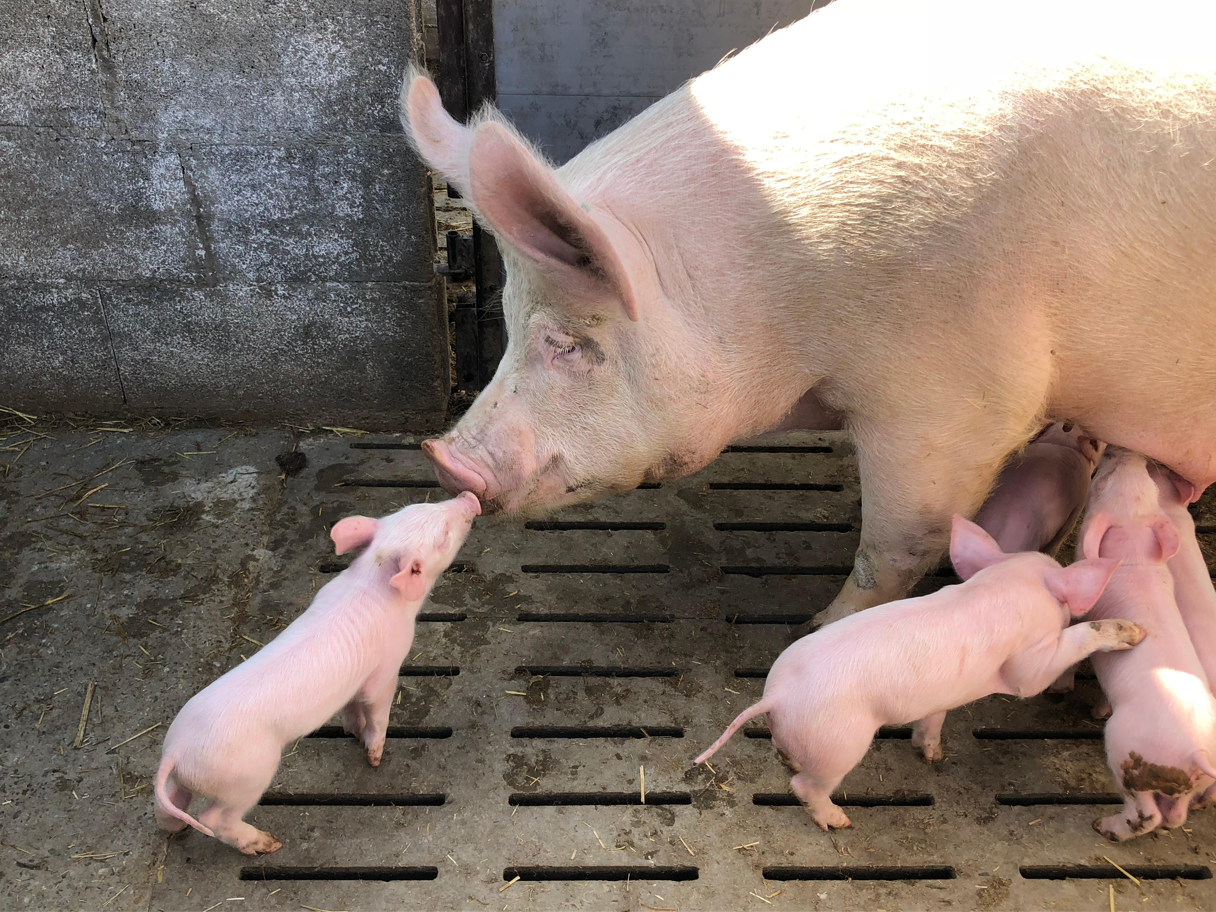 TGZ-Tiergesundheitszentrum GmbH Dr.med.vet. Birgit Dastig, Ragnitz 105 in Ragnitz