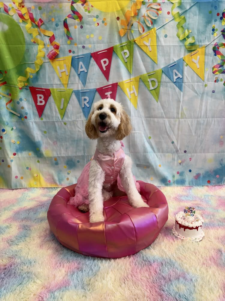 The Dog Stop - Katy Image