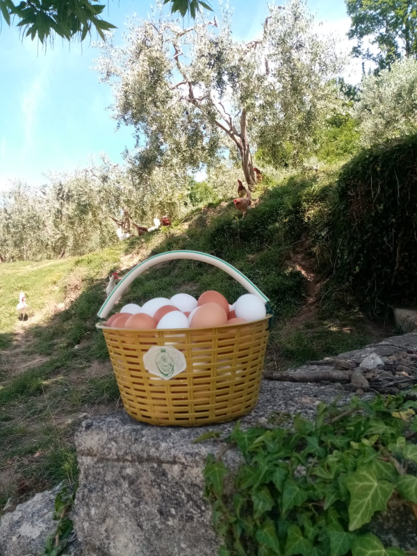 Images Azienda Agricola Cifrodelli