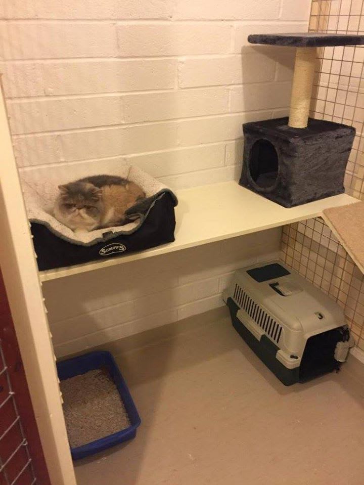 Images Hawthorn Boarding Cattery