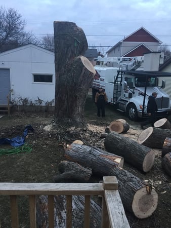 Images Total Tree Care