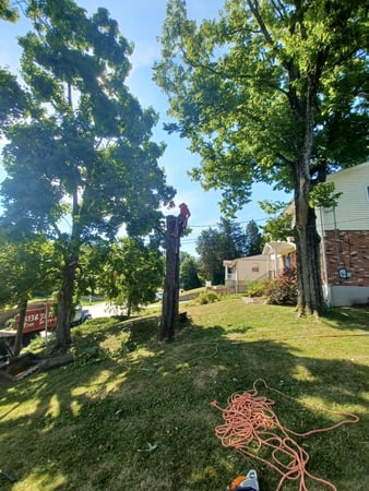 Images Rojas Chops Tree Service LLC