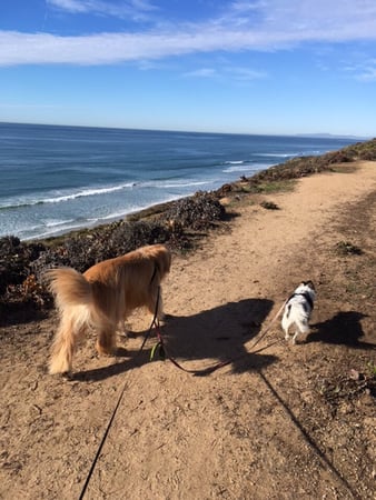 Images Del Mar Doggers dog walking, dog sitting, overnight stays