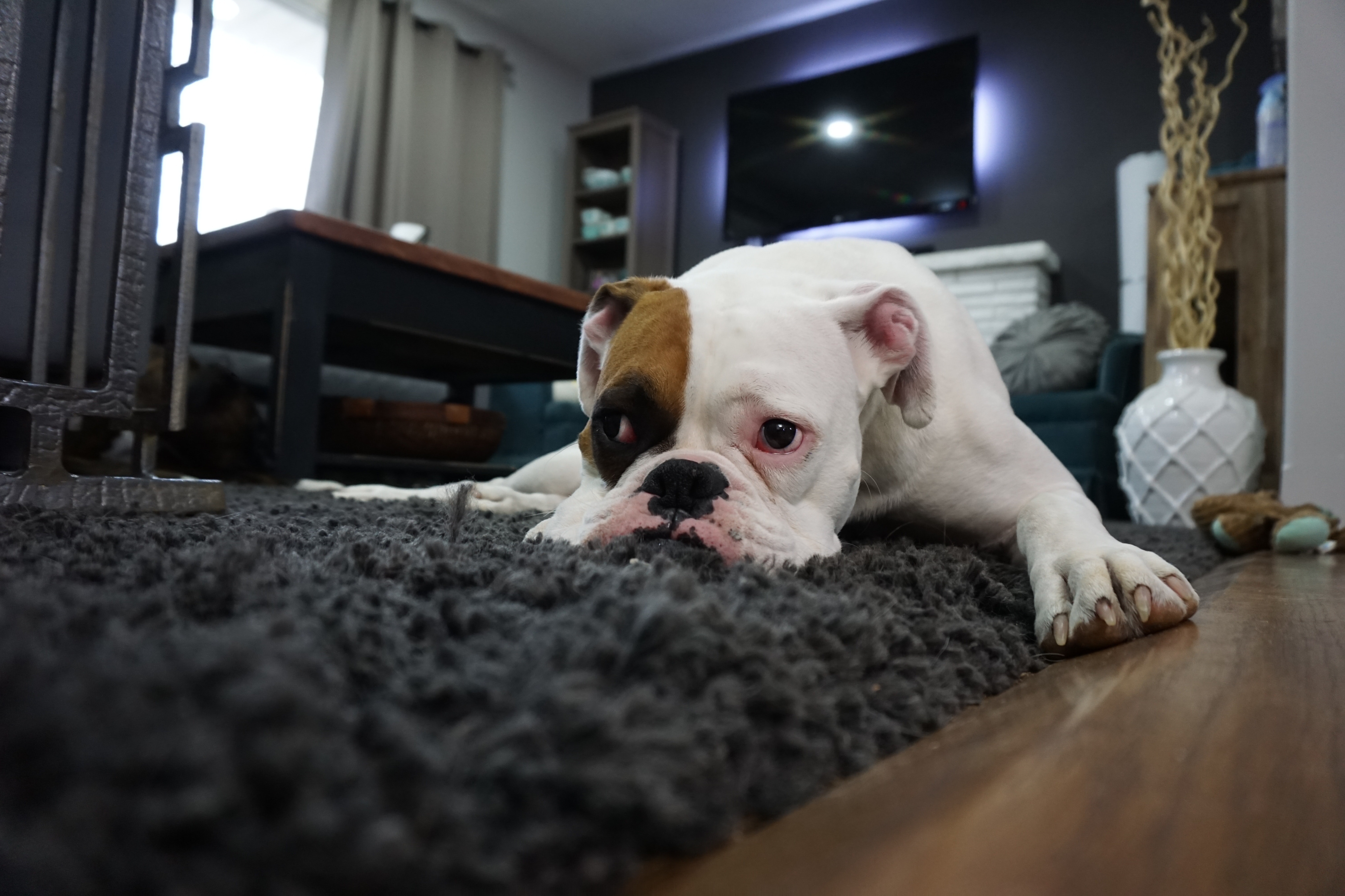 We love our pets, but we hate their messes. Chem-Dry of Stromsburg offer a special cleaning treat called Pet Urine Removal Treatment that is specifically designed to remove pet urine and pet odor from your carpet.