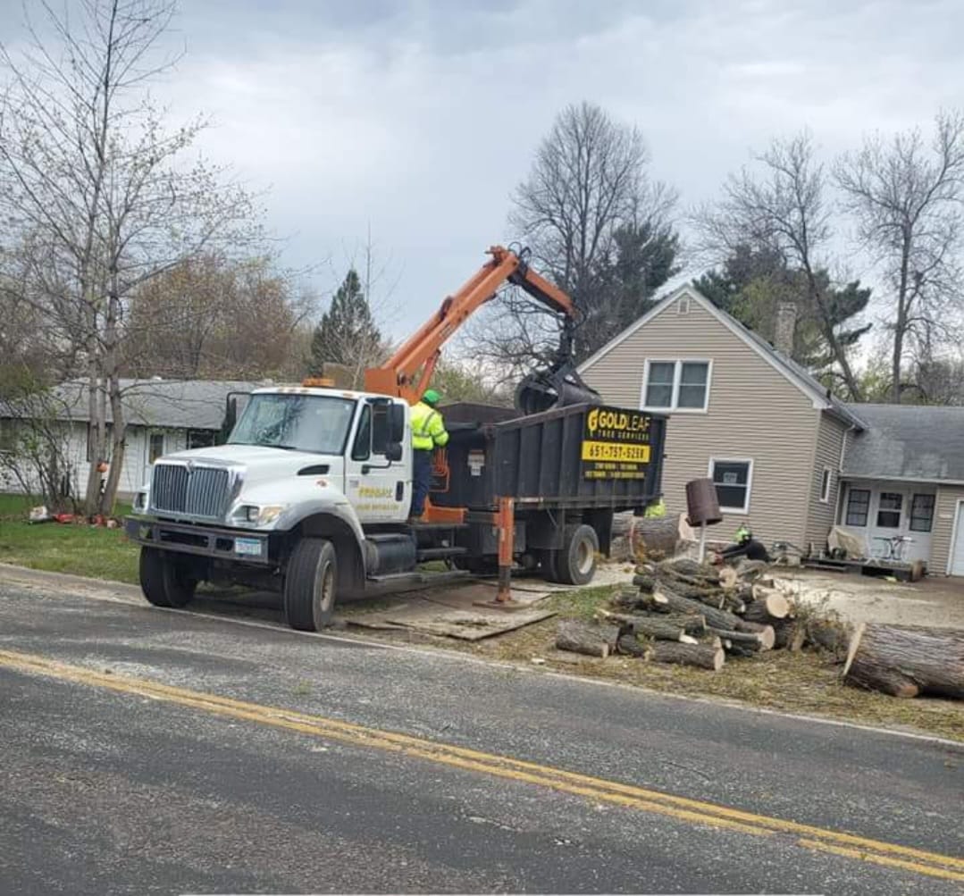 Gold Leaf Tree Services inc. Image