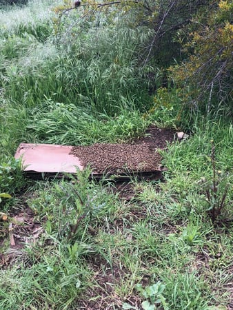 Images Bee Free Bee Removal