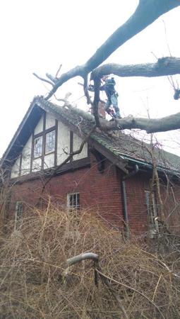 Images Tony J. Bricker Tree Service