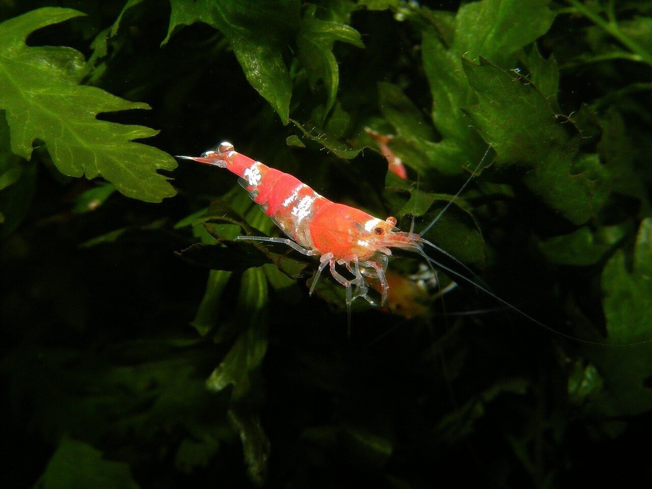 Images Shrimp Delight