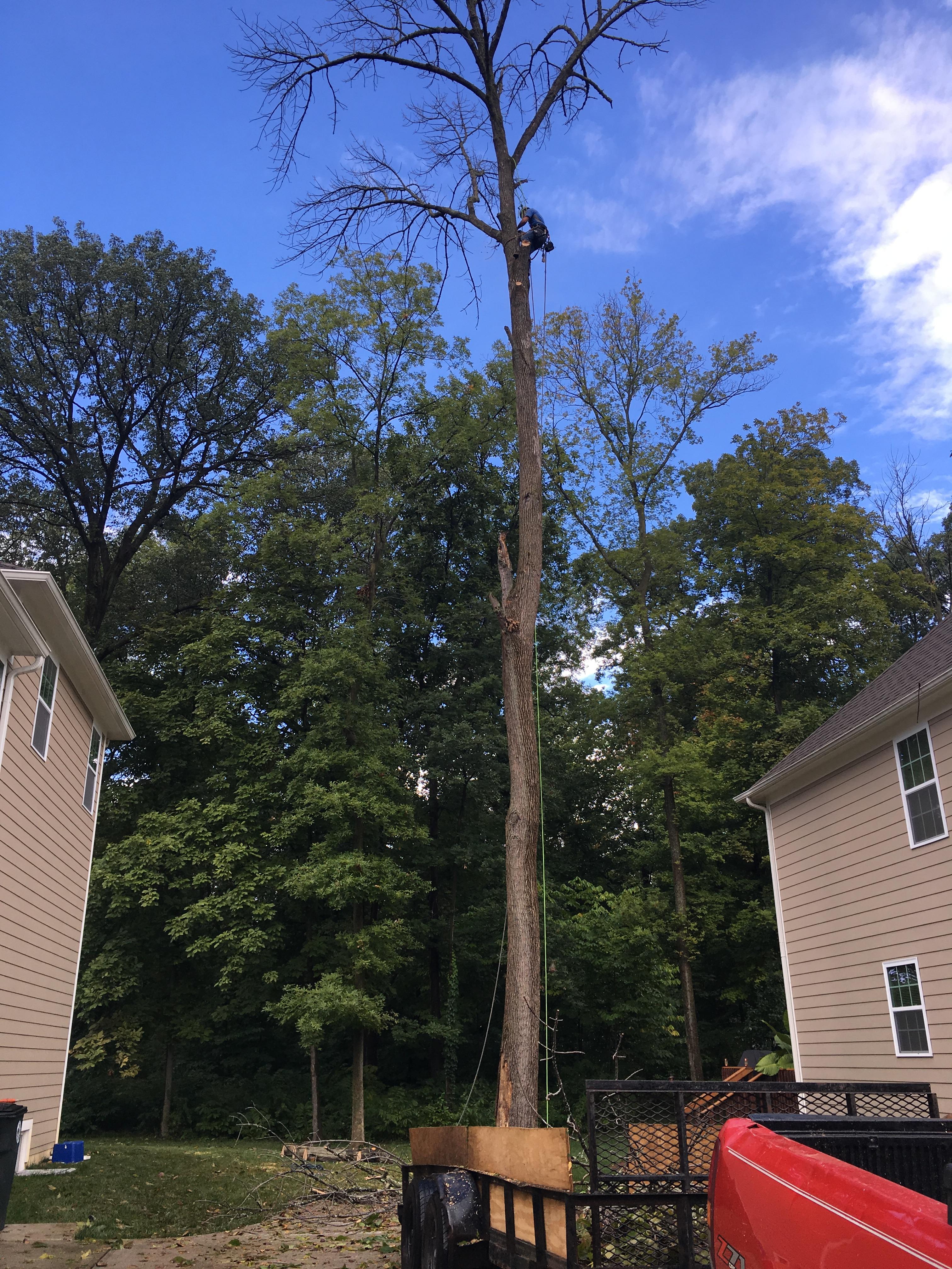 Blue Ox Tree Care of Indiana