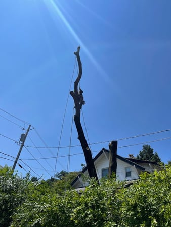 Images Green Outdoors Tree Service