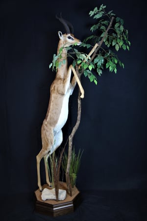 Images Safari Life Taxidermy