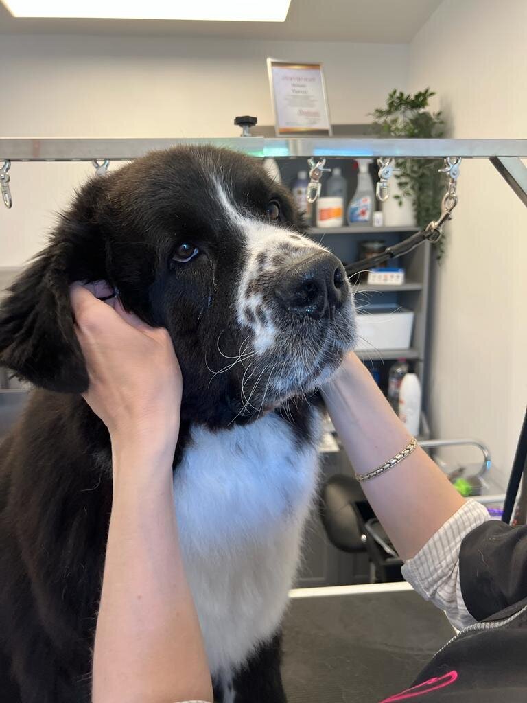Mellys Hundesalon, Böwerweg 14 in Wittbek