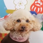 Images たまとポチ 宇津木店