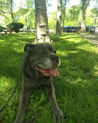 Images Downtown Brooklyn Pet Care