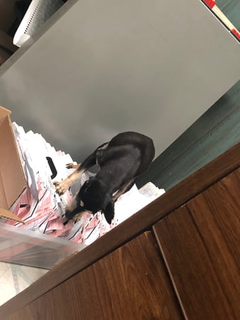 Images Melrose La Brea Animal Hospital