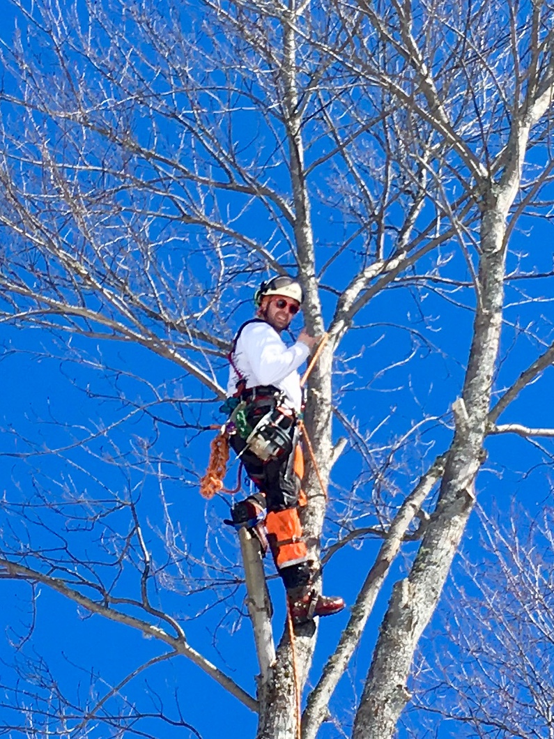 Images Élagage Frère d'Arbres