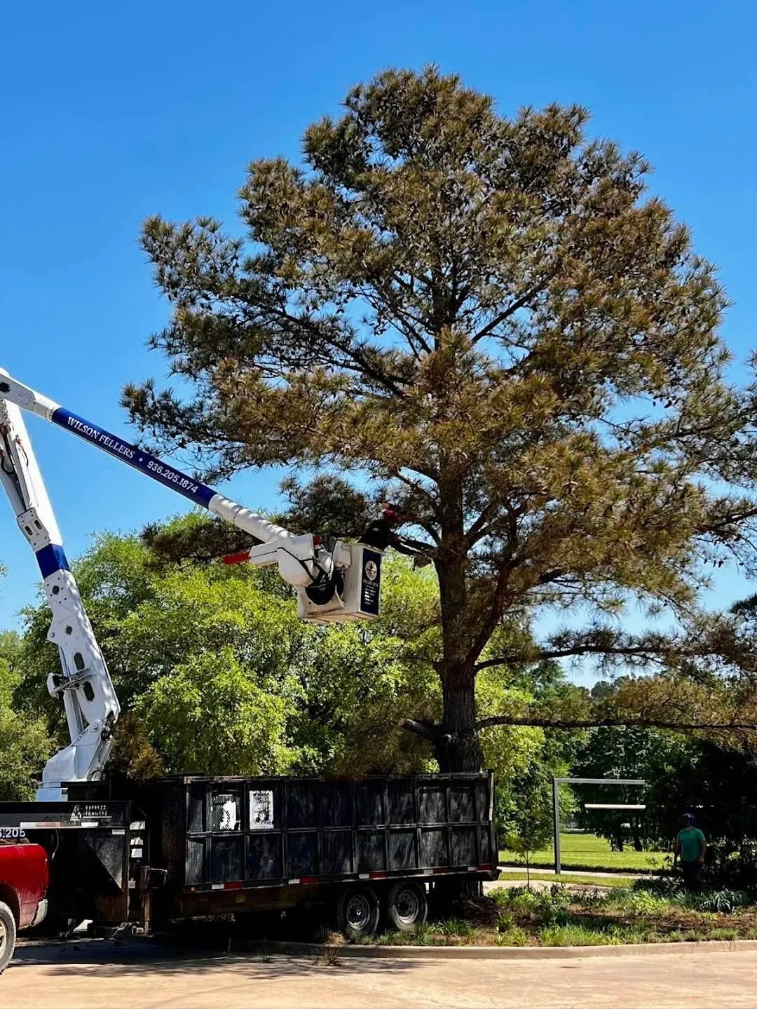 Wilson Fellers Tree Service Image