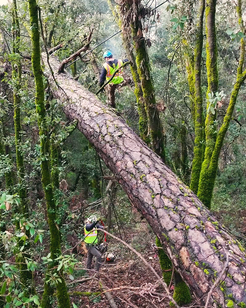 All Aspect Tree Service