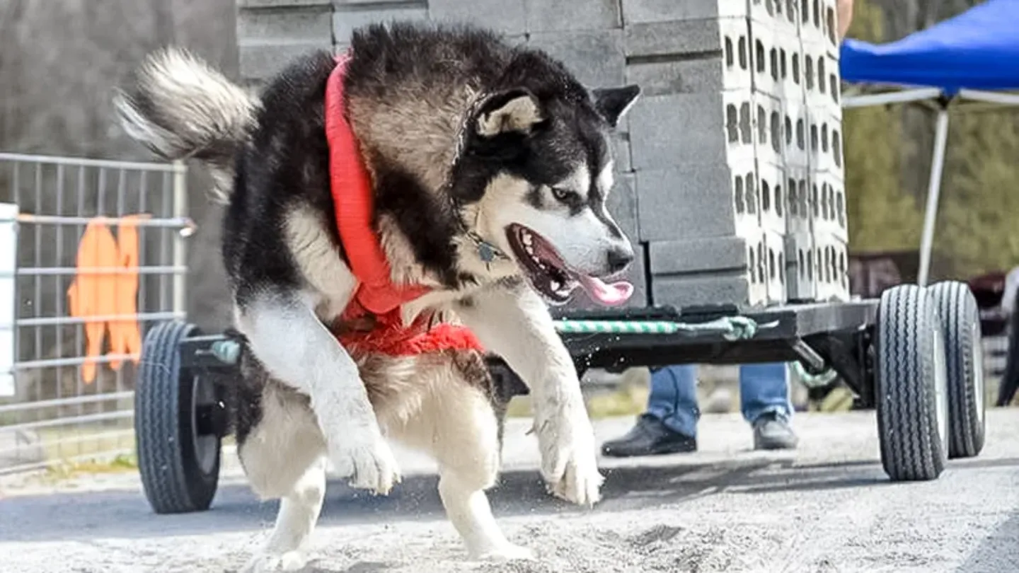 Image of Local Pet Event WEIGHT PULL - MUKWONAGO Nearby
