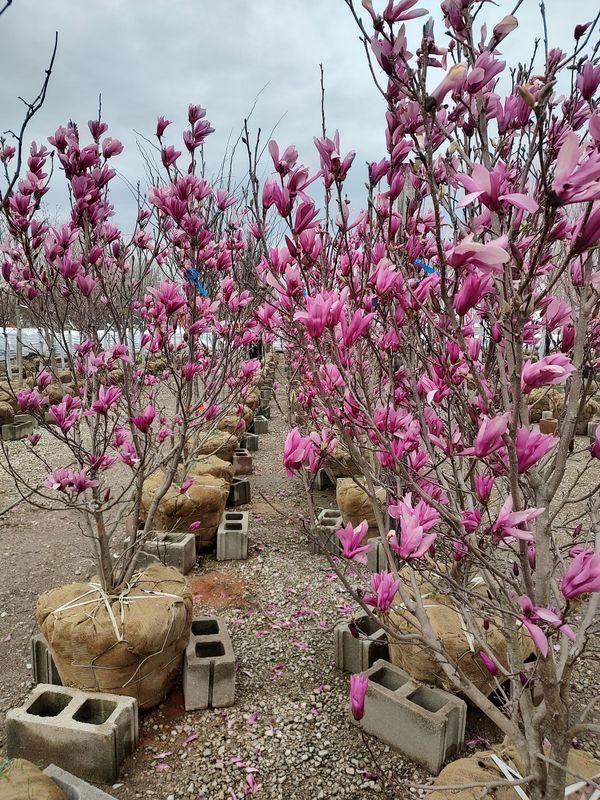 Kurtz Bros. Mulch & Soils Image