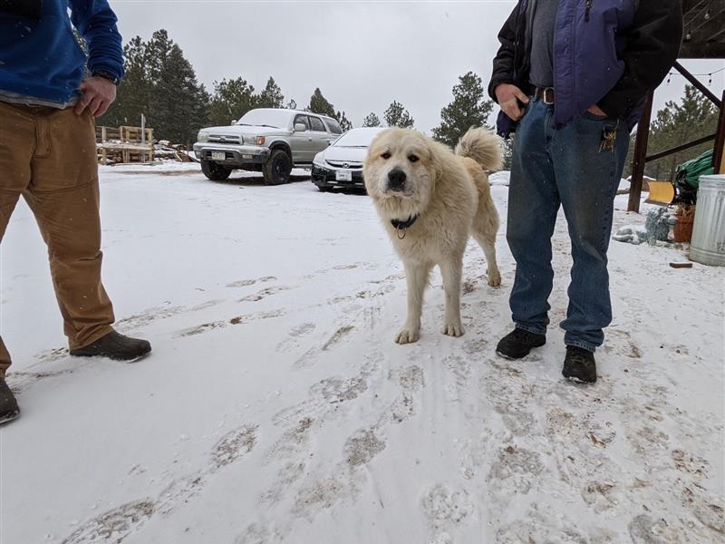 Dog being trained for Invisible Fence® in Boulder, CO