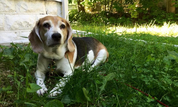 Images Creature Comforts Pet Sitting & Services