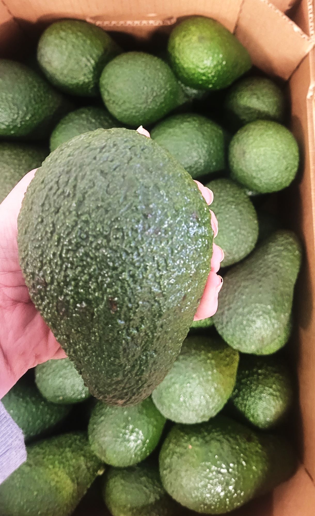 Images Canary Aguacate