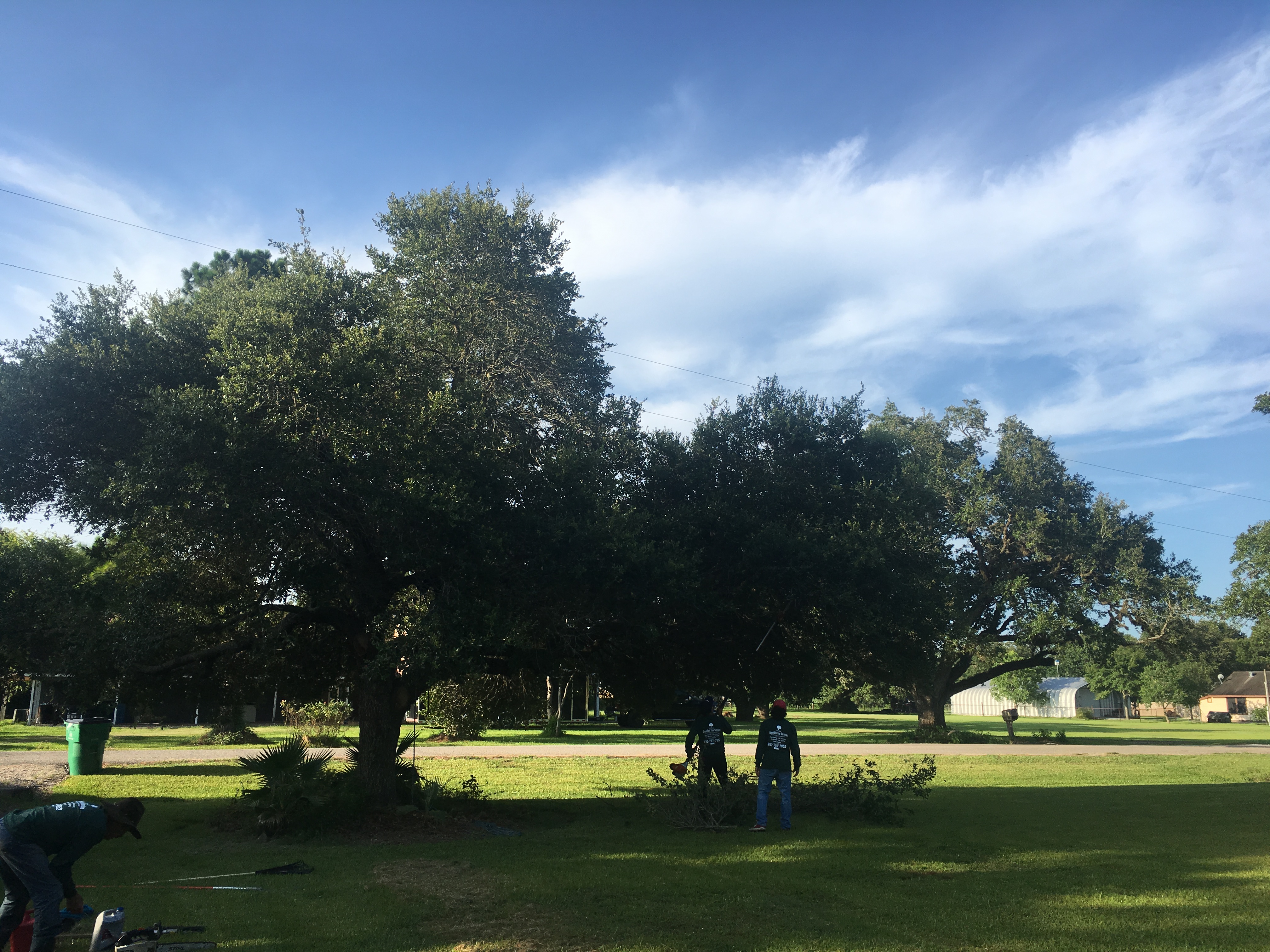 Greenfield Tree Service in Fresno, TX 77545