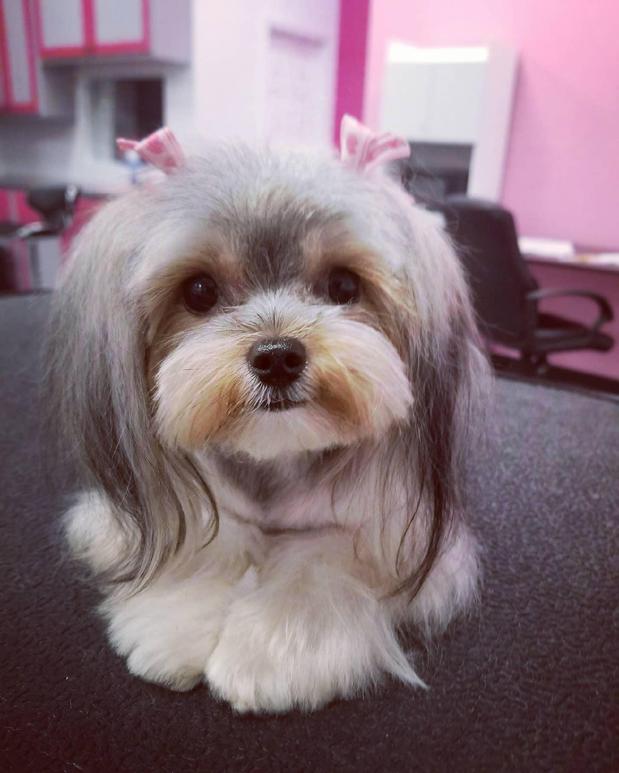 Images Woof Gang Bakery & Grooming Round Rock