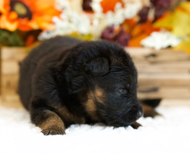 Images VanBlargan German Shepherds