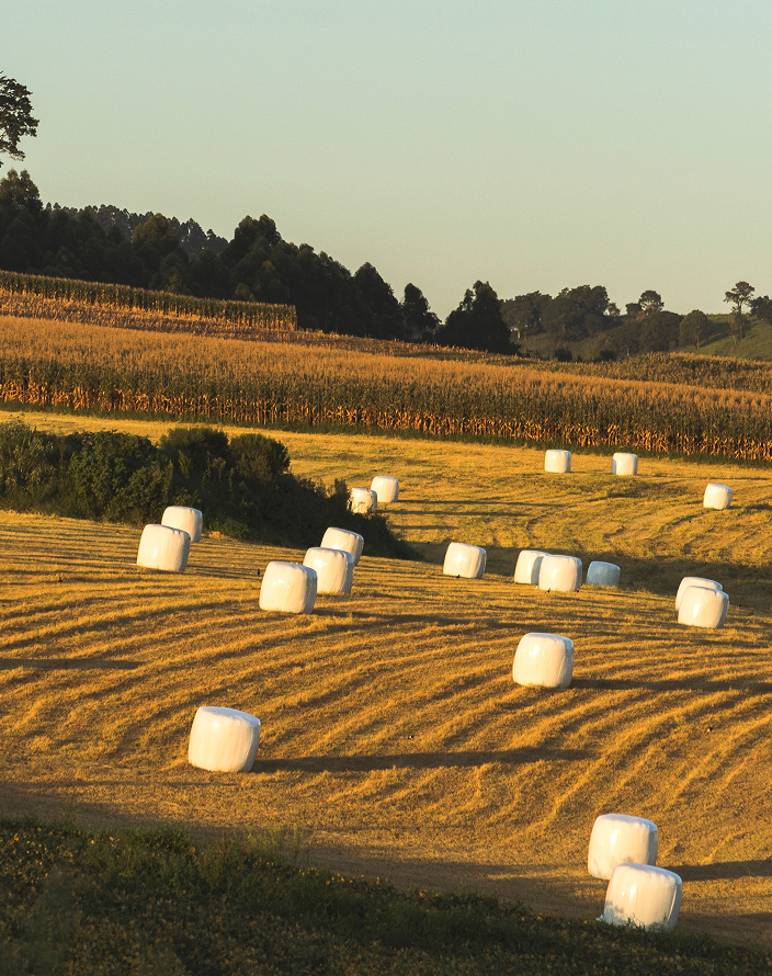 Several bale of hay covered in white plastic on a large field.