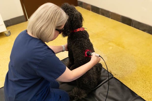 Images VCA Angel Animal Hospital