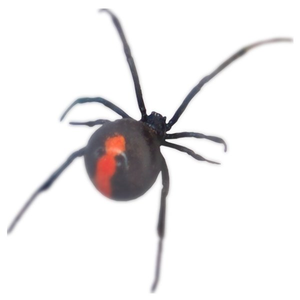 Images City and Inland Pest Control Balcatta