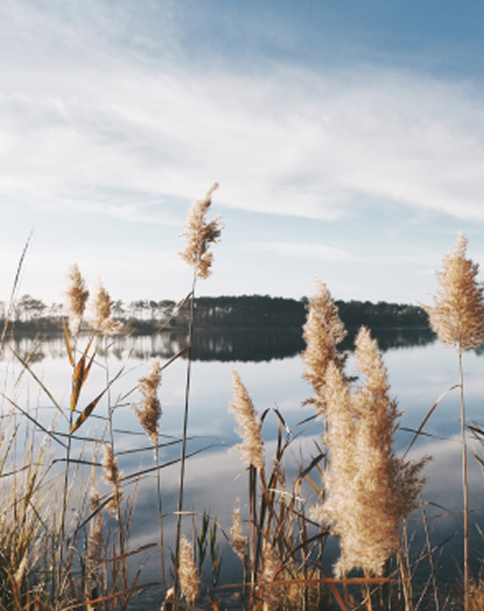 Tall grass in front of a serene lake on a partly sunny day.